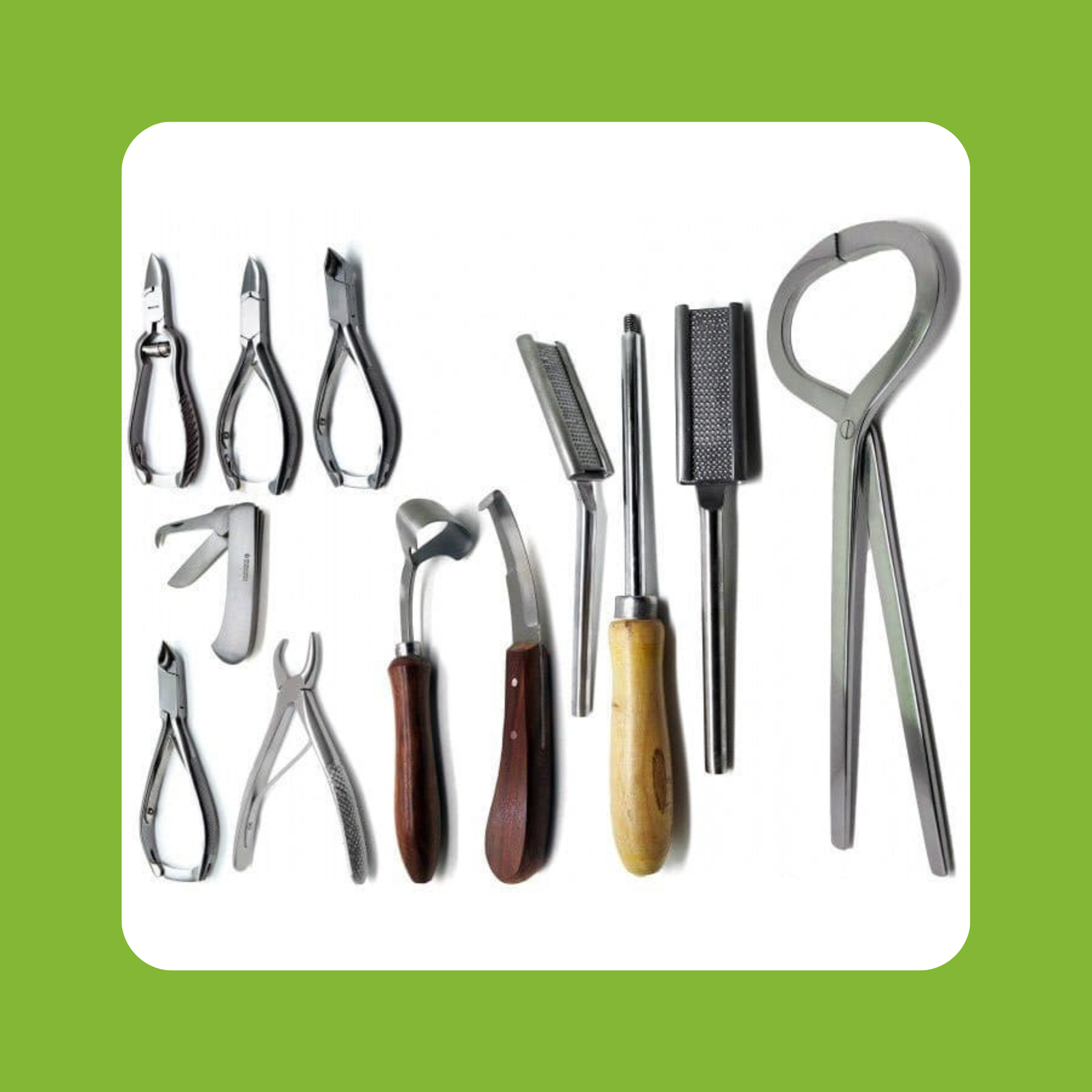 Premium stainless steel veterinary instruments for animal care